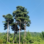 소나무, 키큰소나무, 나무, 상록수, pintree, 사진,이미지,일러스트,캘리그라피 - Nilysh04작가 크라우드픽 - 저작권 걱정 없는 상업용 이미지