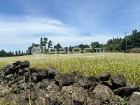 field, 필드, 목초지, nature, 자연, 사진,이미지,일러스트,캘리그라피 - h0591작가 크라우드픽 - 저작권 걱정 없는 상업용 이미지