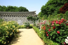 수목원, 정원, 공원, 장미공원, 자연, 사진,이미지,일러스트,캘리그라피 - pandora4077작가 크라우드픽 - 저작권 걱정 없는 상업용 이미지