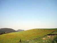 제주, 소목장, 능선, 들판, 소, 사진,이미지,일러스트,캘리그라피 - SUB2작가 크라우드픽 - 저작권 걱정 없는 상업용 이미지