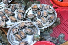 전복, abalone, earshell, 통영시장, 수산시장, 사진,이미지,일러스트,캘리그라피 - Bomba작가 크라우드픽 - 저작권 걱정 없는 상업용 이미지