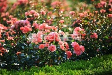 순천만국가정원1호, 테마공원, 자연생태공원, 자연, 옥외, 사진,이미지,일러스트,캘리그라피 - pandora4077작가 크라우드픽 - 저작권 걱정... 