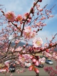 봄, 꽃, 매화, spring, flower, 사진,이미지,일러스트,캘리그라피 - 레나53작가 크라우드픽 - 저작권 걱정 없는 상업용 이미지