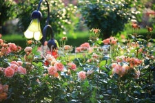 순천만국가정원1호, 테마공원, 자연생태공원, 자연, 옥외, 사진,이미지,일러스트,캘리그라피 - pandora4077작가 크라우드픽 - 저작권 걱정... 