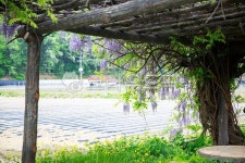 나무, 등나무, 등나무꽃, 정원, 그늘, 사진,이미지,일러스트,캘리그라피 - 사진한스푼작가 크라우드픽 - 저작권 걱정 없는 상업용 이미지