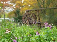 plant, 식물, outdoors, 옥외, 물래방아, 사진,이미지,일러스트,캘리그라피 - 명훈작가 크라우드픽 - 저작권 걱정 없는 상업용 이미지