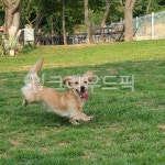 dog, 개, animal, 동물, pet, 사진,이미지,일러스트,캘리그라피 - MOON76작가 크라우드픽 - 저작권 걱정 없는 상업용 이미지