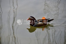 outdoors, 옥외, 자연, duck, 오리, 사진,이미지,일러스트,캘리그라피 - 영산공작가 크라우드픽 - 저작권 걱정 없는 상업용 이미지