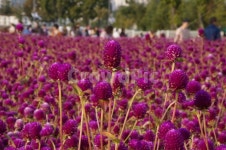 천일홍, 꽃축제, 꽃길, 식물, 자연, 사진,이미지,일러스트,캘리그라피 - hyeoni작가 크라우드픽 - 저작권 걱정 없는 상업용 이미지