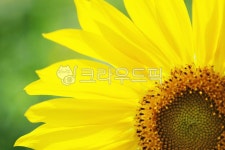 해바라기, sunflower, blossom, 여름, 꽃, 사진,이미지,일러스트,캘리그라피 - Mister k작가 크라우드픽 - 저작권 걱정 없는 상업용 이미지