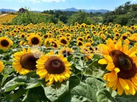sunflower, 꽃밭, 옐로우, 해바라기, 여름, 사진,이미지,일러스트,캘리그라피 - maeno작가 크라우드픽 - 저작권 걱정 없는 상업용 이미지