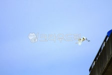 새, 조류, 하늘, 파란하늘, 두루미, 사진,이미지,일러스트,캘리그라피 - Nbocrates68작가 크라우드픽 - 저작권 걱정 없는 상업용 이미지