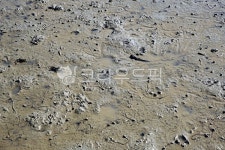 습지, 순천만갯벌, 갯벌, 뻘, 진흙, 사진,이미지,일러스트,캘리그라피 - Deep bLUE작가 크라우드픽 - 저작권 걱정 없는 상업용 이미지