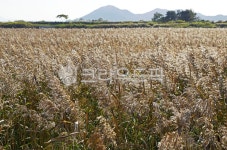 순천만습지, 순천만갈대길, 순천만, 낭파랑길61코스, 갈대, 사진,이미지,일러스트,캘리그라피 - Deep bLUE작가 크라우드픽 - 저작권 걱정 없는... 