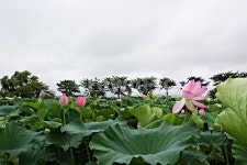 관곡지, 연꽃, 연잎, 꽃, 식물, 사진,이미지,일러스트,캘리그라피 - 함께사는세상작가 크라우드픽 - 저작권 걱정 없는 상업용 이미지