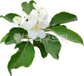 능금나무, 사과꽃, flower, 능금꽃, white, 사진,이미지,일러스트,캘리그라피 - 지구별37작가 크라우드픽 - 저작권 걱정 없는 상업용 이미지