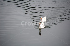 거위, 호수, 거위들, 거위농장, 거위털, 사진,이미지,일러스트,캘리그라피 - 시대작가 크라우드픽 - 저작권 걱정 없는 상업용 이미지