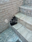 고양이, cat, animal, 동물, mammal, 사진,이미지,일러스트,캘리그라피 - g5684작가 크라우드픽 - 저작권 걱정 없는 상업용 이미지