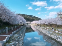 봄, 벚꼴, 영도, 부산, 부산벚꽃, 사진,이미지,일러스트,캘리그라피 - 서활동적작가 크라우드픽 - 저작권 걱정 없는 상업용 이미지