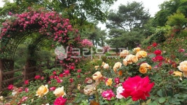 장미, 꽃, blossom, 식물, plant, 사진,이미지,일러스트,캘리그라피 - Njyj9130작가 크라우드픽 - 저작권 걱정 없는 상업용 이미지