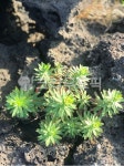 soil, 토양, leaf, 잎, 제주도, 사진,이미지,일러스트,캘리그라피 - pianoyr23작가 크라우드픽 - 저작권 걱정 없는 상업용 이미지