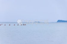 탄도항, 누에섬, 새, 섬, 안산시, 사진,이미지,일러스트,캘리그라피 - 조하운해작가 크라우드픽 - 저작권 걱정 없는 상업용 이미지