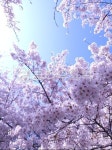 봄꽃, 봄날, flower, 꽃, cherryblossom, 사진,이미지,일러스트,캘리그라피 - kenzy작가 크라우드픽 - 저작권 걱정 없는 상업용 이미지