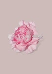 삶을디자인하다봄꽃 | 봄, 식물, 자연, 꽃, 봄꽃, 사진,이미지,일러스트,캘리그라피 - 유자디자인작가 크라우드픽 - 저작권 걱정 없는 상업용 이미지