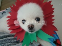 해바라기, 강아지해바라기, 개바라기, 포메라니안, 카네이션, 사진,이미지,일러스트,캘리그라피 - 송이코딱지작가 크라우드픽 - 저작권 걱정 없는... 