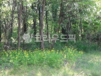 grassland, 목초지, nature, 자연, outdoors, 사진,이미지,일러스트,캘리그라피 - 영수길작가 크라우드픽 - 저작권 걱정 없는 상업용 이미지