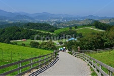 대관령, 양떼목장, 대관령양떼목장, grassland, 목초지, 사진,이미지,일러스트,캘리그라피 - 영산공작가 크라우드픽 - 저작권 걱정 없는 상업용... 