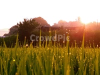 논, 시골, 풍경, 아침, 빛, 사진,이미지,일러스트,캘리그라피 - 은하수작가 크라우드픽 - 저작권 걱정 없는 상업용 이미지