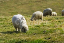양, 초원, 목장, 들판, 농장, 사진,이미지,일러스트,캘리그라피 - 해온작가 크라우드픽 - 저작권 걱정 없는 상업용 이미지