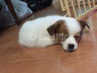 동물, 강아지, 귀여운강아지, 자는강아지, 복슬강아지, 사진,이미지,일러스트,캘리그라피 - onecmplus작가 크라우드픽 - 저작권 걱정 없는... 