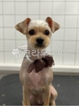 강아지, 반려견, 요크셔테리어, 애견, 강아지미용, 사진,이미지,일러스트,캘리그라피 - Nksm901124작가 크라우드픽 - 저작권 걱정 없는 상업용... 
