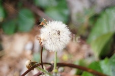 민들레, 민들레홀씨, 자연, 빛, 봄, 사진,이미지,일러스트,캘리그라피 - 흰여울작가 크라우드픽 - 저작권 걱정 없는 상업용 이미지