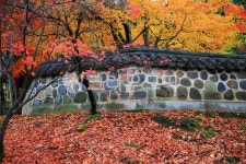 가을, autumn, 단풍, maple, 낙엽, 사진,이미지,일러스트,캘리그라피 - 고운경작가 크라우드픽 - 저작권 걱정 없는 상업용 이미지