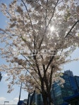 벚꽃, 꽃, blossom, 가산디지털단지벚꽃, 벚꽃나무, 사진,이미지,일러스트,캘리그라피 - 풍경바라기작가 크라우드픽 - 저작권 걱정 없는 상업용... 