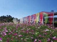 flower, cosmos, shelter, 코스모스, outdoors, 사진,이미지,일러스트,캘리그라피 - recon_akp작가 크라우드픽 - 저작권 걱정 없는... 