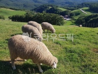 양, 목장, 목초지, 자연, 농장, 사진,이미지,일러스트,캘리그라피 - 청운의꿈작가 크라우드픽 - 저작권 걱정 없는 상업용 이미지