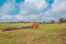 제주, 말, 제주도, 자연, 농장, 사진,이미지,일러스트,캘리그라피 - HGV작가 크라우드픽 - 저작권 걱정 없는 상업용 이미지