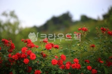 순천만국가정원1호, 테마공원, 자연생태공원, 자연, 옥외, 사진,이미지,일러스트,캘리그라피 - pandora4077작가 크라우드픽 - 저작권 걱정... 