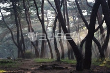 숲, 나무, 소나무, 삼릉, 삼릉숲, 사진,이미지,일러스트,캘리그라피 - 스산화랑작가 크라우드픽 - 저작권 걱정 없는 상업용 이미지