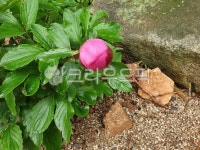 plant, 자연, 식물, 바위, 모래, 사진,이미지,일러스트,캘리그라피 - 솔향기작가 크라우드픽 - 저작권 걱정 없는 상업용 이미지