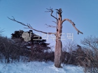 주목, 나무, 자연, 하늘, 여명, 사진,이미지,일러스트,캘리그라피 - 미미랑작가 크라우드픽 - 저작권 걱정 없는 상업용 이미지