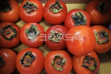 홍시, 감, persimmon, 과일, frtit, 사진,이미지,일러스트,캘리그라피 - 고운경작가 크라우드픽 - 저작권 걱정 없는 상업용 이미지