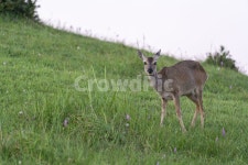 제주노루, 제주도, 백약이오름, 동물, animal, 사진,이미지,일러스트,캘리그라피 - toyshutter작가 크라우드픽 - 저작권 걱정 없는 상업용... 