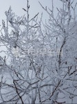눈꽃, 설산, 눈, 서리, 자연, 사진,이미지,일러스트,캘리그라피 - 몬수터맨작가 크라우드픽 - 저작권 걱정 없는 상업용 이미지