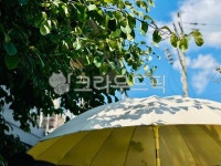 plant, 식물, 정원, garden, 빛, 사진,이미지,일러스트,캘리그라피 - 겨울의추억작가 크라우드픽 - 저작권 걱정 없는 상업용 이미지
