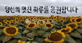 해바라기, 해바라기농장, 꽃, sunflower, flower, 사진,이미지,일러스트,캘리그라피 - JHSARAH작가 크라우드픽 - 저작권 걱정 없는 상업용... 